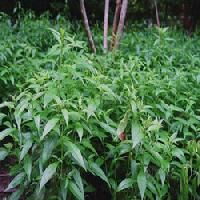 Andrographis Paniculata Extract