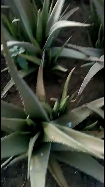 Organic Aloe Vera Leaves