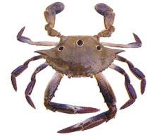 Crab