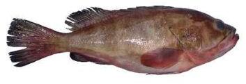 Epinephelus Diacanthus FISH