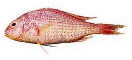 Japanese Threadfin Bream Fish