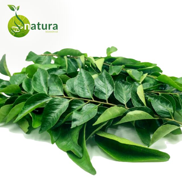 Natura Biotechnol Fresh Curry Leaves