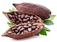 Cocoa Seeds