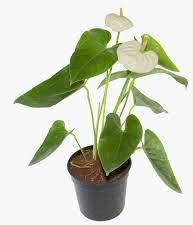 Tissue culture Anthurium White plants