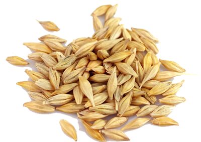 Barley Feed