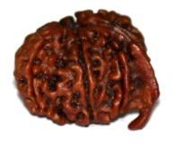 Twelve mukhi rudraksha