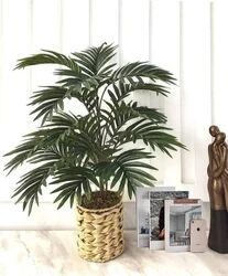 Green Areca Palm Plant