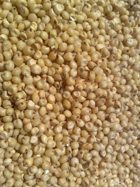 Sorghum