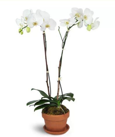 Magnificent Orchids