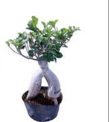 Natural Ficus Microcarpa Bonsai Plants, for Nursery Use, Plantation, Length : 0-2Ft, 2-5Ft