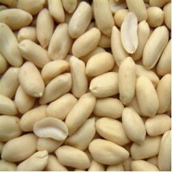 Durant Groundnut Blanched, Packaging Type : 30Kg PP Bags