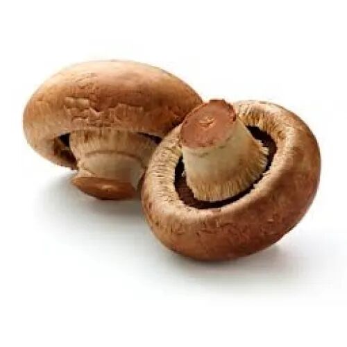 Portobello Mushroom, Packaging Type : Plastic Bag