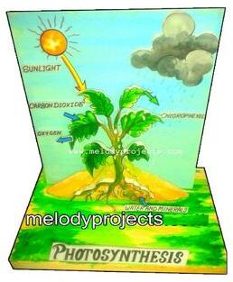 Photosynthesis 3D Model
