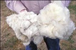 Sheep Wool, Feature : Eco Friendly, Smooth Texture, Long Life