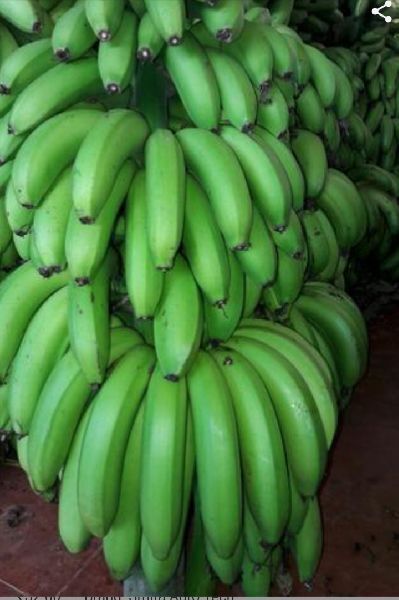 Common Green Banana