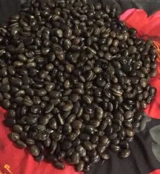 Mucuna Bracteata Seeds