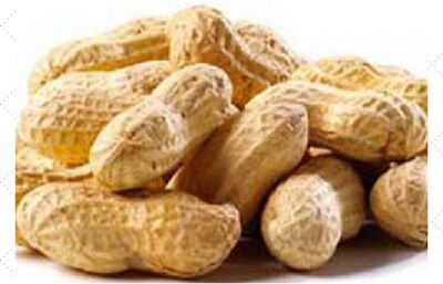 Groundnut