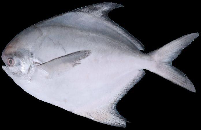 silver pomfret