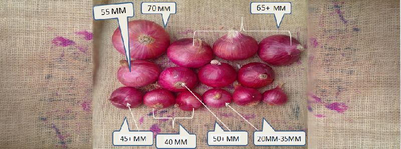 Red onion, Grade : 20 to 65 mm