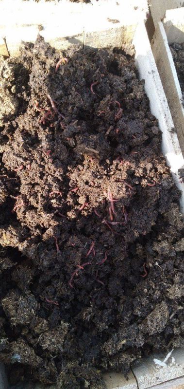 Vermiculture Earthworm, for Agriculture, Soil Application, Purity : 100%