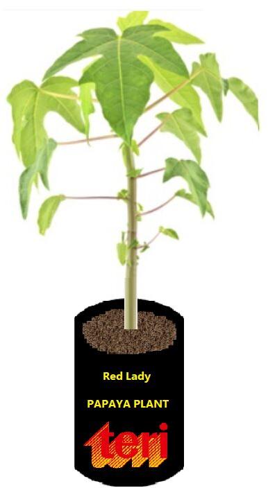 Red lady Papaya plant