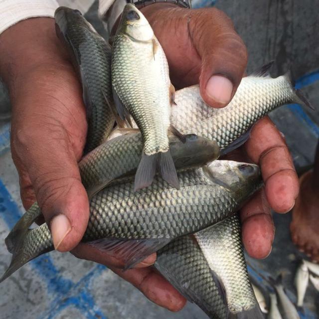 Rohu fish seed, Certification : Agriculture