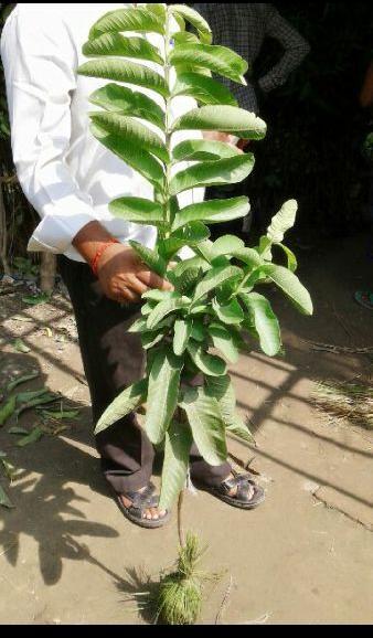 guava plant