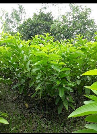 guava plants