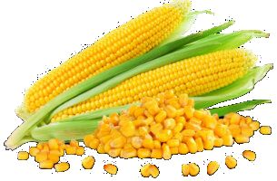 yellow maize corn