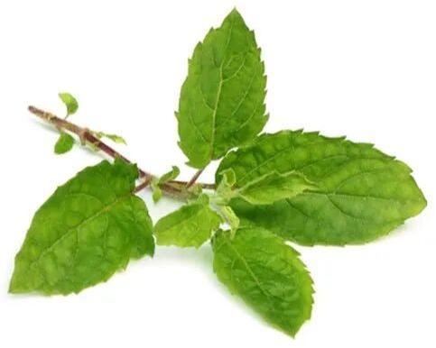 Basil Leaves, Packaging Size : 25 Kg