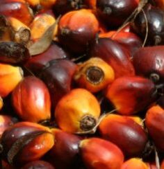 palm oil