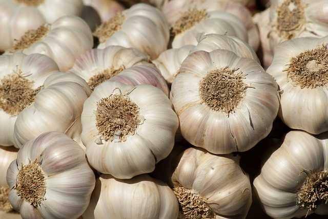 Fresh garlic, Packaging Size : 50 Kg