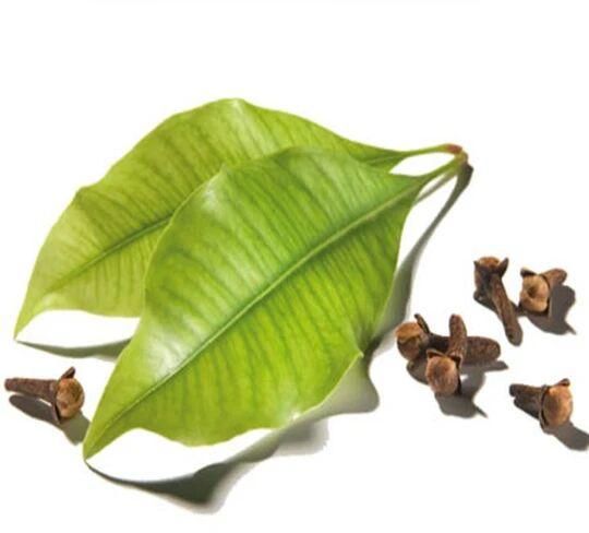 CLOVE OIL LEAF