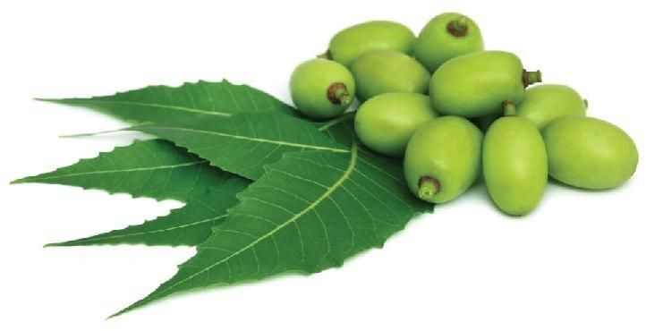 neem oil