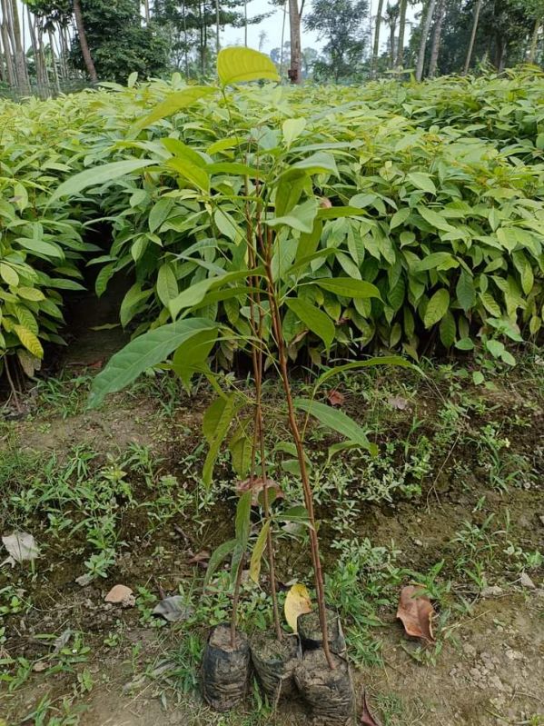 Mahogany Plant