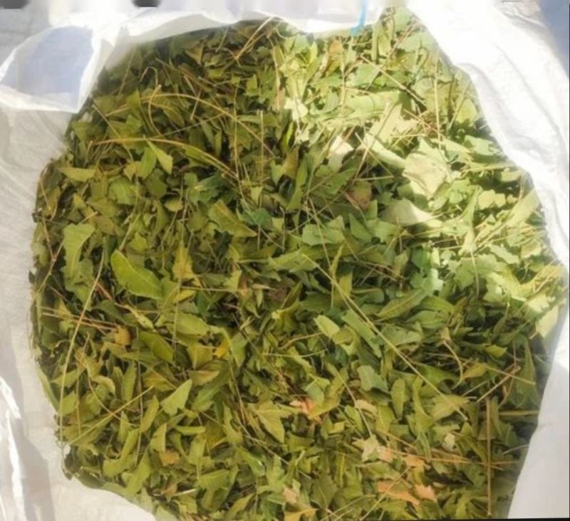 laxmi warehouse in Exporter of Azadirachta Indica Leaves