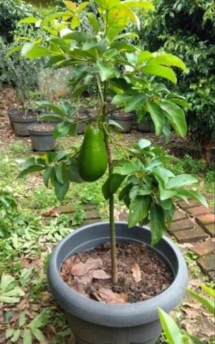 Green Avocado Fruit Plant, for Garden