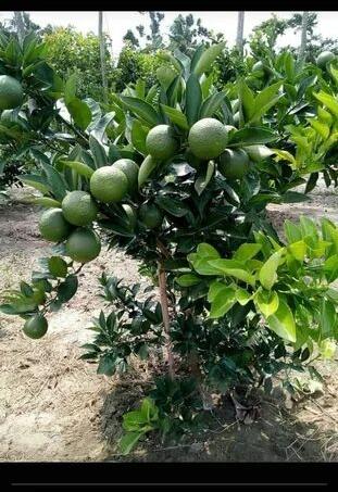 Green B1 Sweet Malta Lemon Plant, Shelf Life : 10 Days