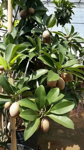 Green Chiku Fruit Plant, for Garden