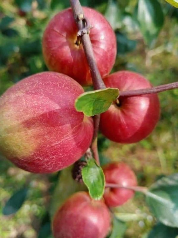 Kashmiri Red Apple Ber Plant, for Garden