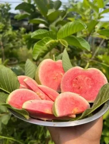 Green Red Diamond Guava Plant