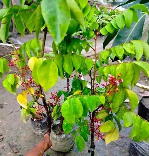 Green Star Fruit Plant, for Garden, Variety : Red