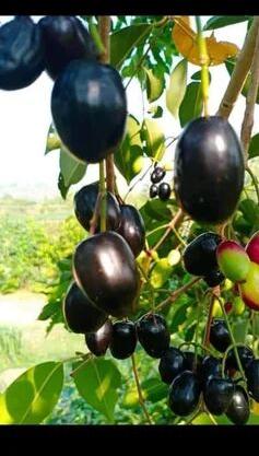 Green Natural Thai Black Jamun Plant, for Fruits Use, Packaging Type : Plastic Pouch.