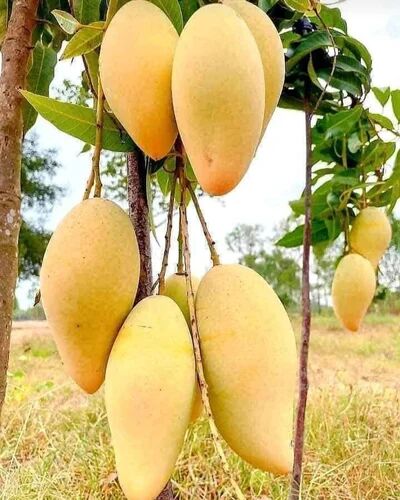 Thai Katimon Mango Plant