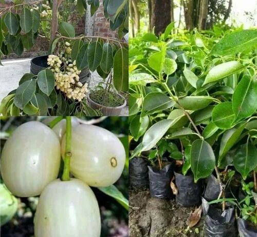 Thai White Jamun Plant