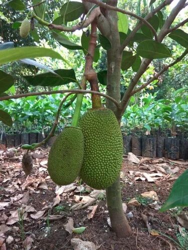 Green Vietnam Super Early Jackfruit Plant, for Garden
