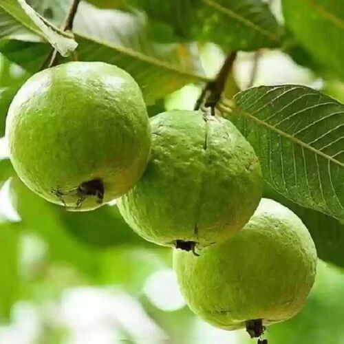 Green Natural Vnr Bihi Guava Plant, for Garden, Feature : Fast Growth, Fresh, Long Life