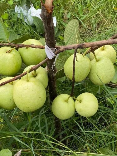 Green Natural White Diamond Guava Plant, for Garden, Feature : Fast Growth, Long Life