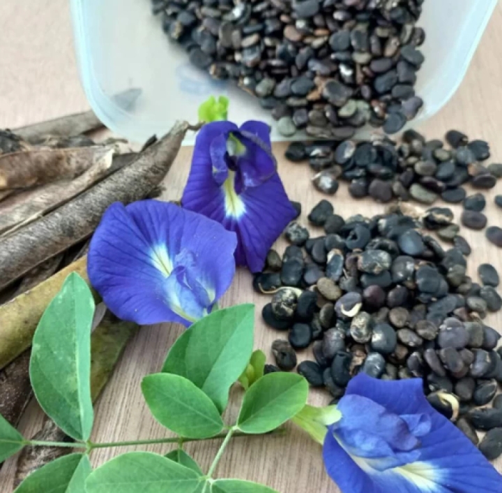 Natural Butterfly Pea Flower Seeds, Packaging Type : PP Bags