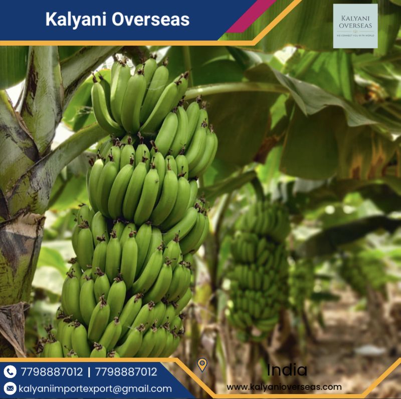 Kalyani overseas Organic banana, Packaging Size : 5 Kg